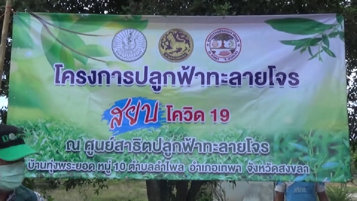 สงขลาเร่งขยายพันธุ์ฟ้าทะลายโจร 3 สายพันธุ์สยบโควิด-19
