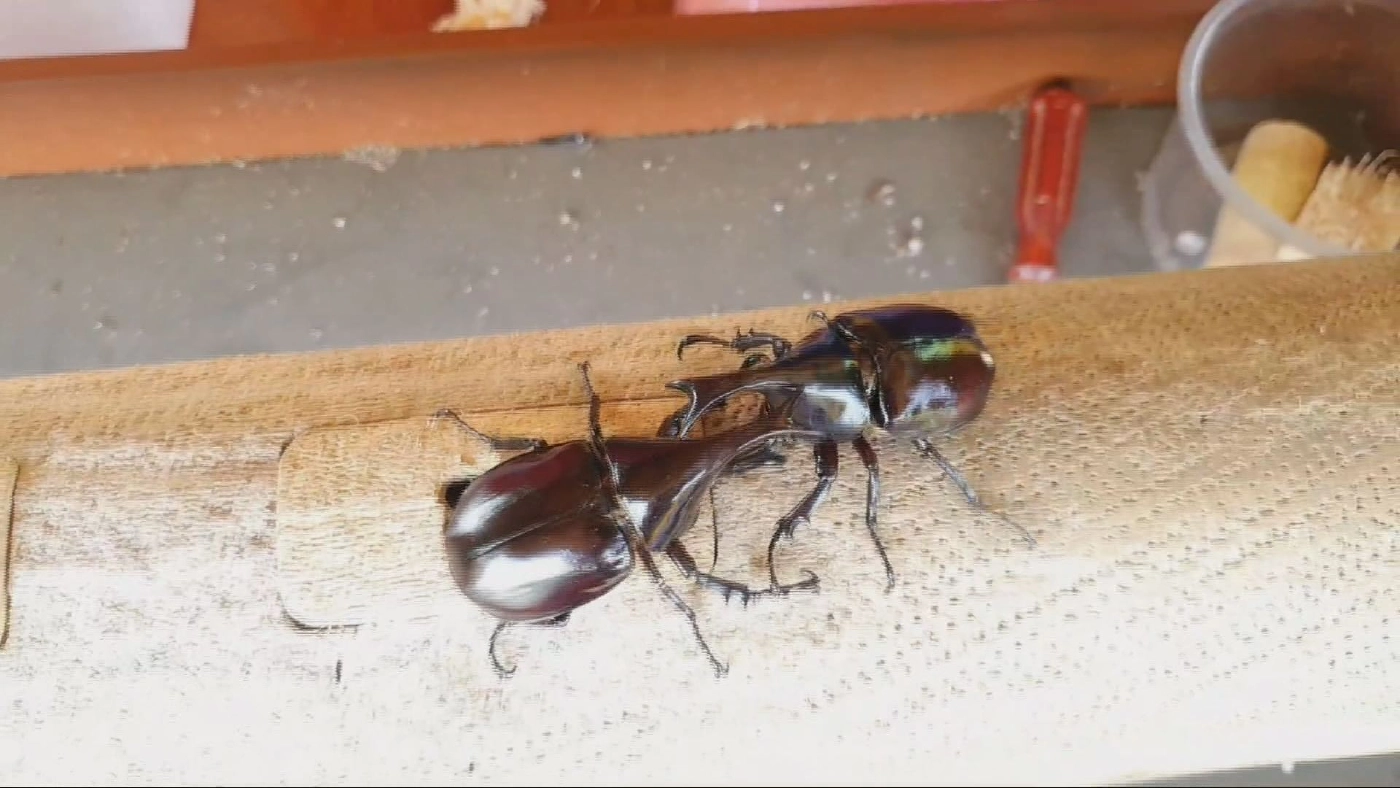 พะเยาลุยเพาะพันธ์  ด้วงกว่าง  สร้างรายได้ยุคโควิด