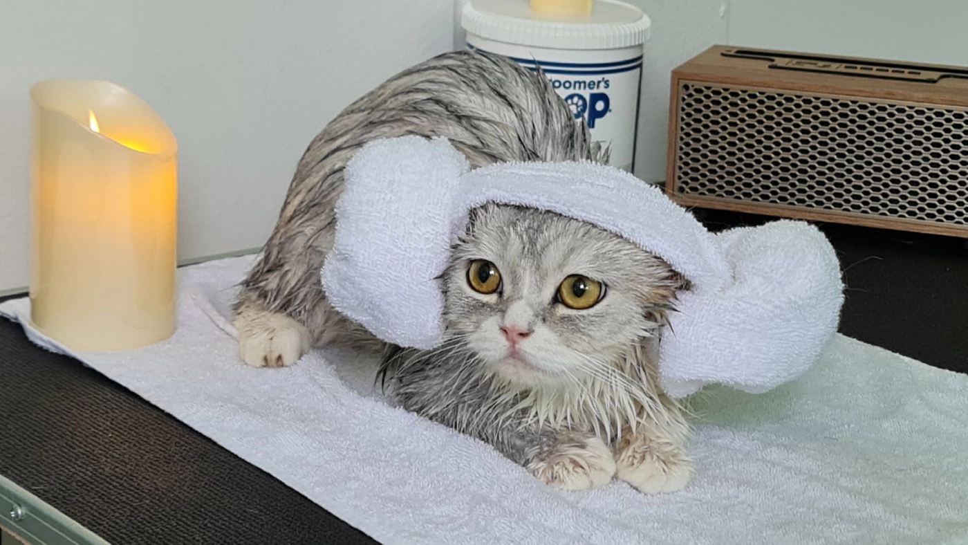 ธุรกิจโรงแรม&สปาแมว สไตล์ญี่ปุ่น-อาชีพทำเงินของคนรักน้องเหมียว