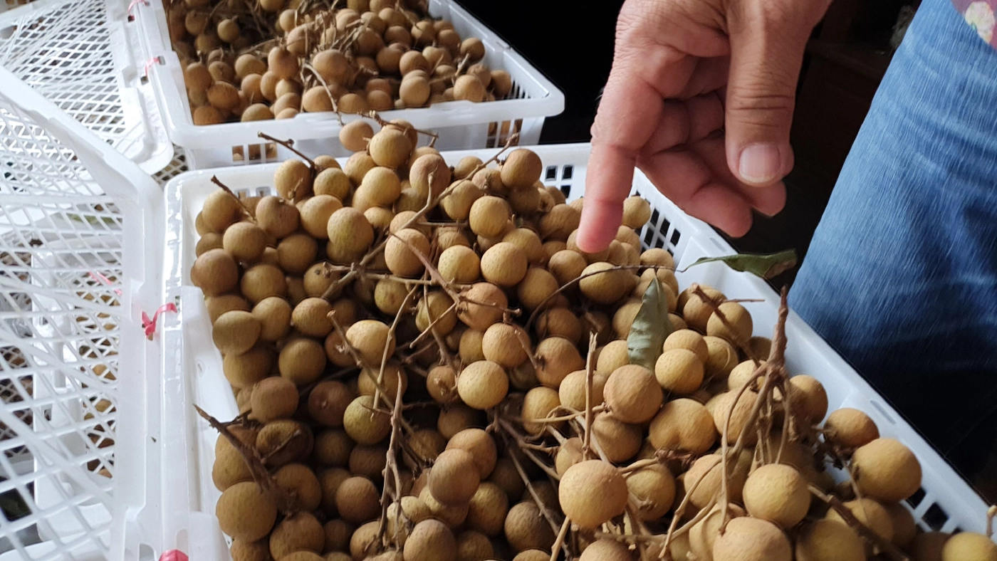 ลำไยเชียงใหม่-ลำพูน อ่วม! หลังโดนจีนแบน