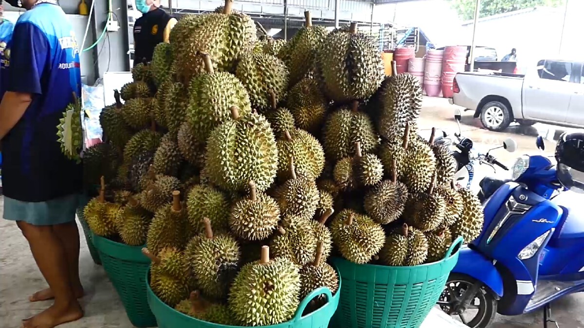 ผู้ว่าฯ เข้ม ตรวจล้งทุเรียน ยันไม่มีเชื้อโควิด19 ติดไปจีน