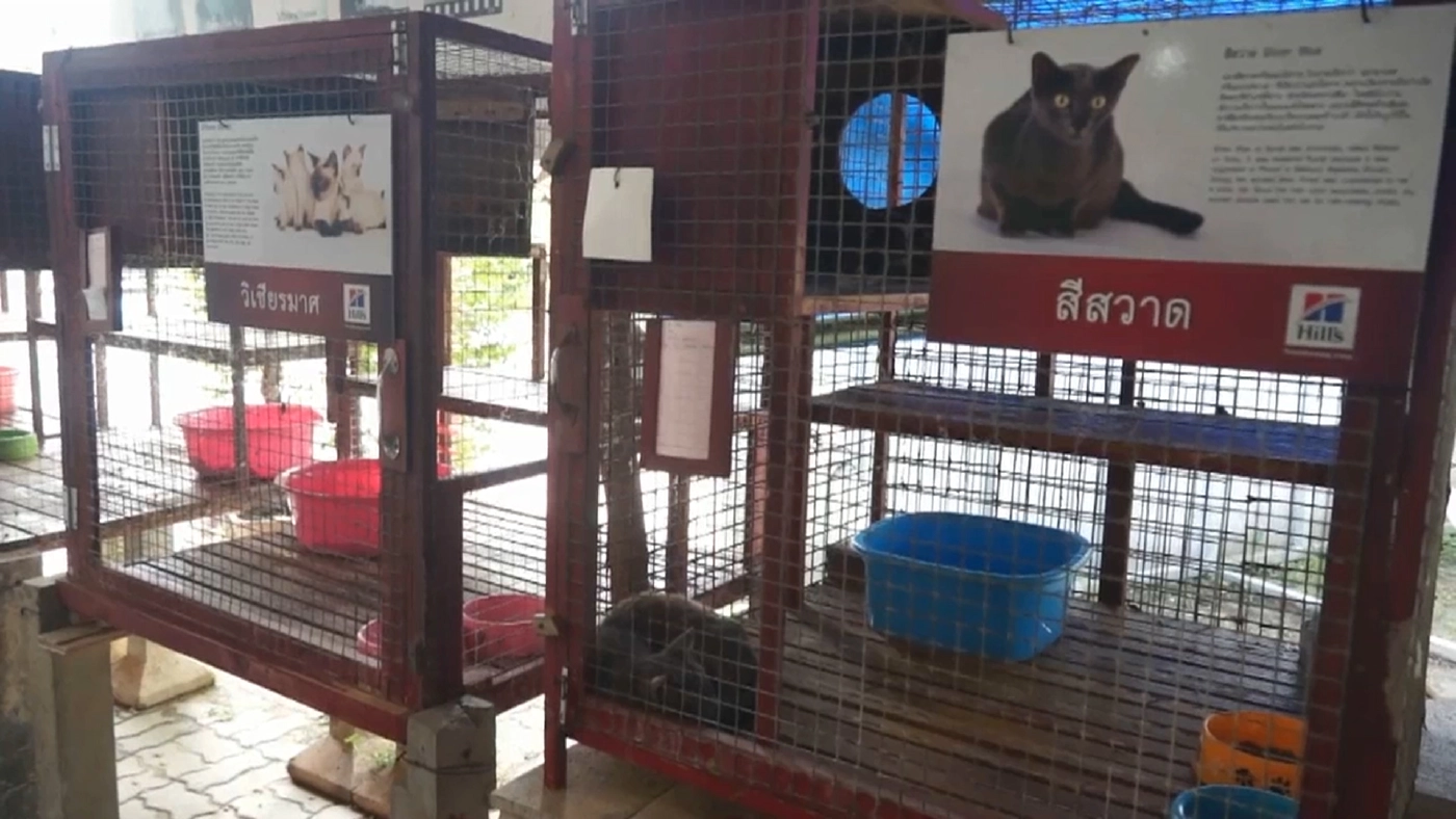 โควิดกระทบศูนย์อนุรักษ์แมวไทยโบราณทายาท