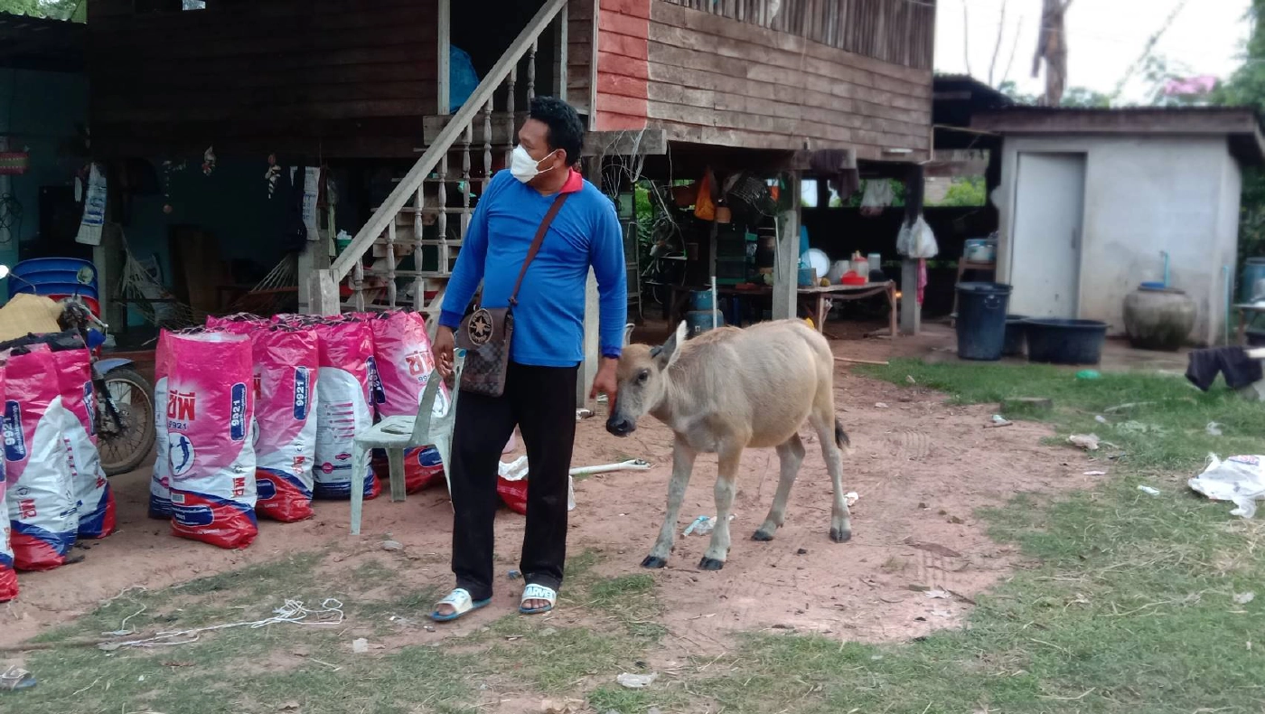 ทึ่งควายแสนรู้ ชอบนอนหนุนตักยายและดูดนมในขวดคล้ายกับลูกคน