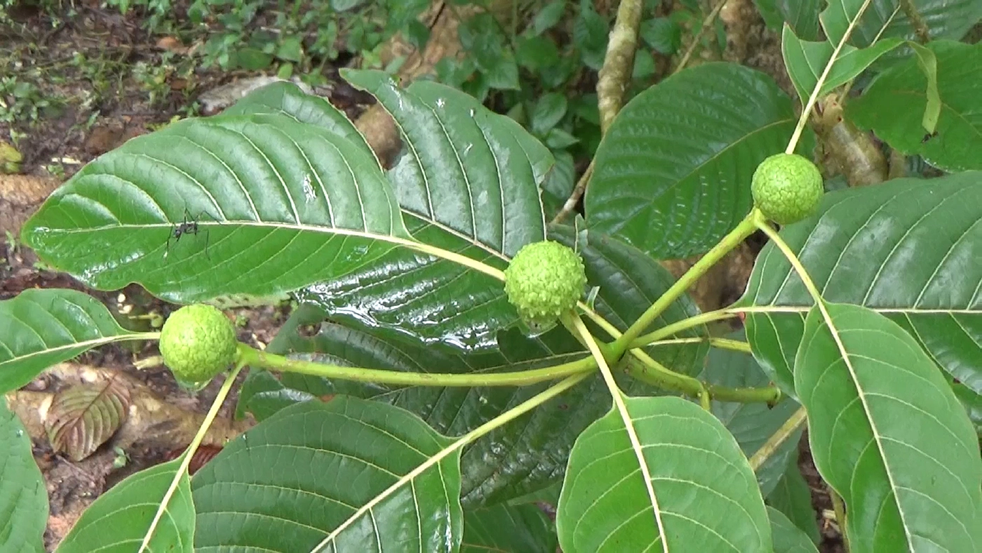 ตั้งโรงงานสกัดพืชกระท่อมแห่งแรกในประเทศไทย