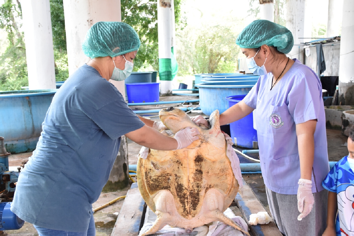 ผ่าตัดก้อนเนื้อ"น้องปอ"เต่าหญ้าทะเล ล่าสุดอาการปลอดภัยดี