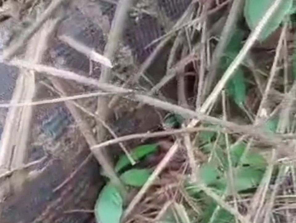 ตะลึง!"งูเหลือม"เขมือบวัว-จนท้องแตกตาย