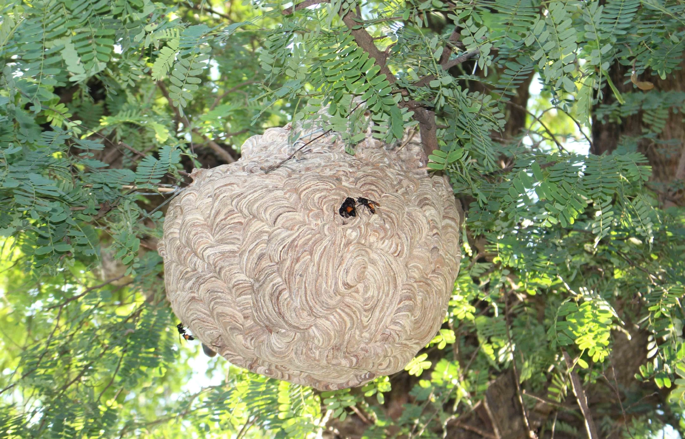 อาชีพแปลก หนุ่มเลี้ยงต่อหัวเสือขายตัวอ่อนเสริมรายได้ยุคโควิด