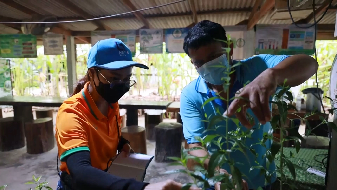 เพาะพันธุ์ต้นกล้าฟ้าทะลายโจร ยอดจองกว่า 50,000 ต้น