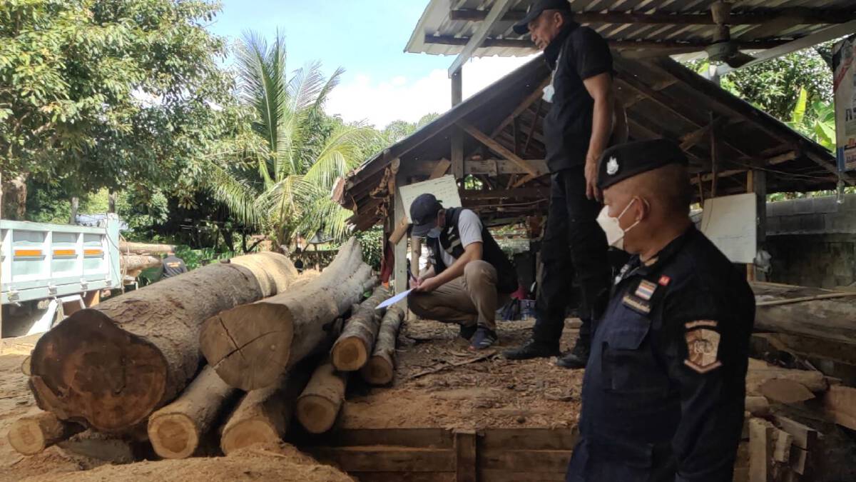 รวบเมียผญบ.ตั้งโรงงานแปรรูปไม้เถื่อน