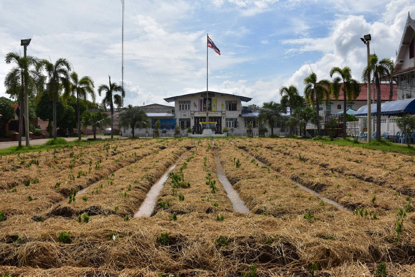 เรือนจำอุตรดิตถ์“เปลี่ยนสนามหญ้า-ปลูกฟ้าทะลายโจร”