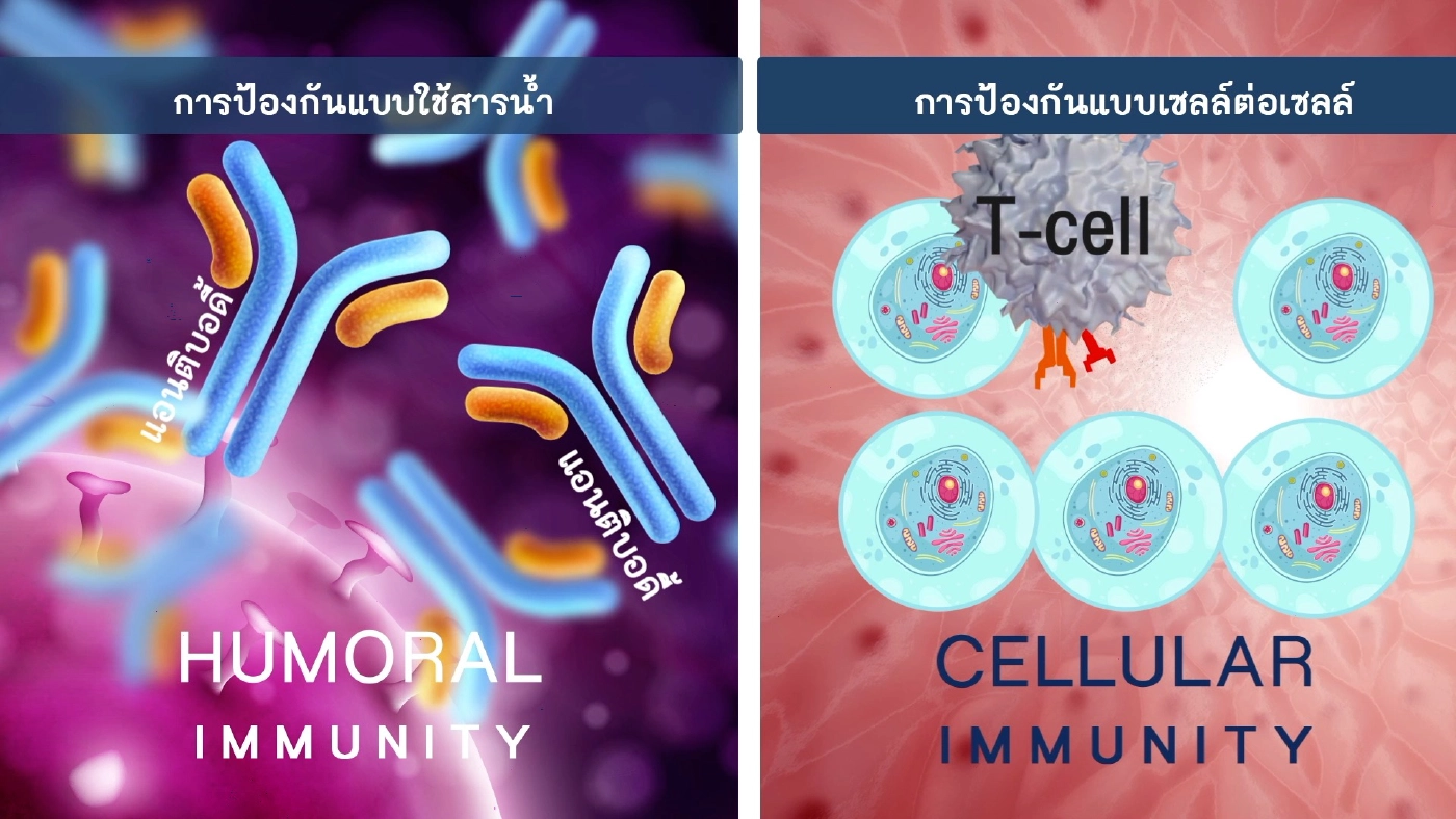 แพทย์ มข.ระบุ ผู้รับซิโนแวค 2 เข็ม ควรบูสเข็ม3 ป้องกันไวรัสสายพันธุ์ใหม่