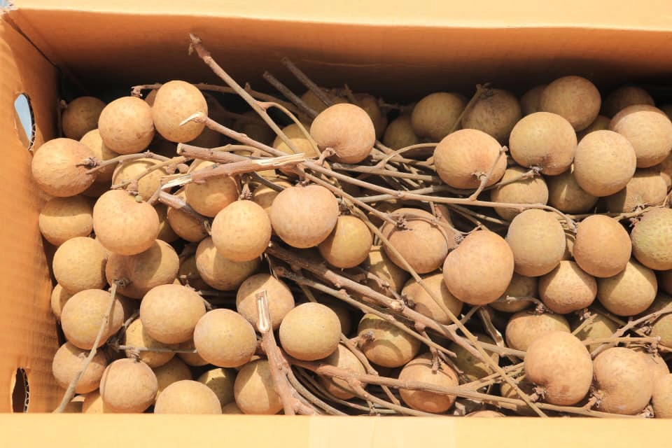 อุ้มเกษตรกรส่งลำไยขึ้นเครื่องแลกมังคุด