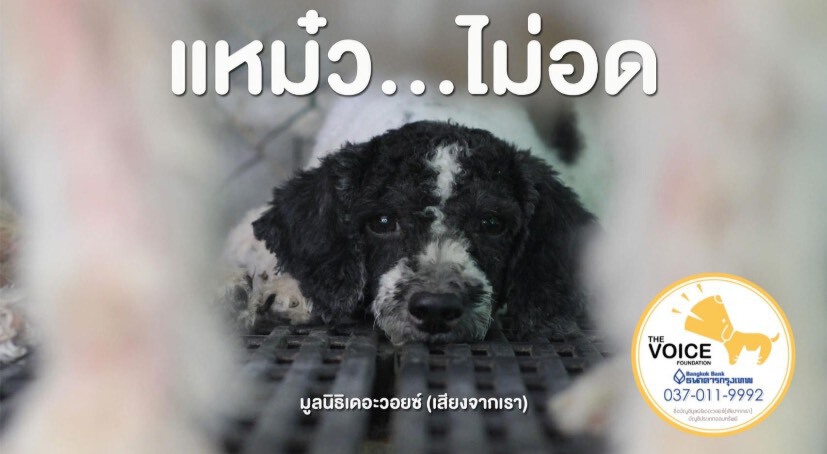 "เก๋ ชลลดา"ช่วยสุนัขแต่โดนหมายเรียกเตรียมรับฟังข้อกล่าวหาบุกรุก
