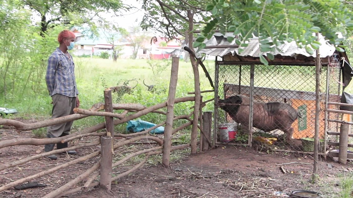 ขังแล้ว! “หมูคลั่งในตำนาน” หลังกัดเบาะรถ จยย.ชาวบ้าน