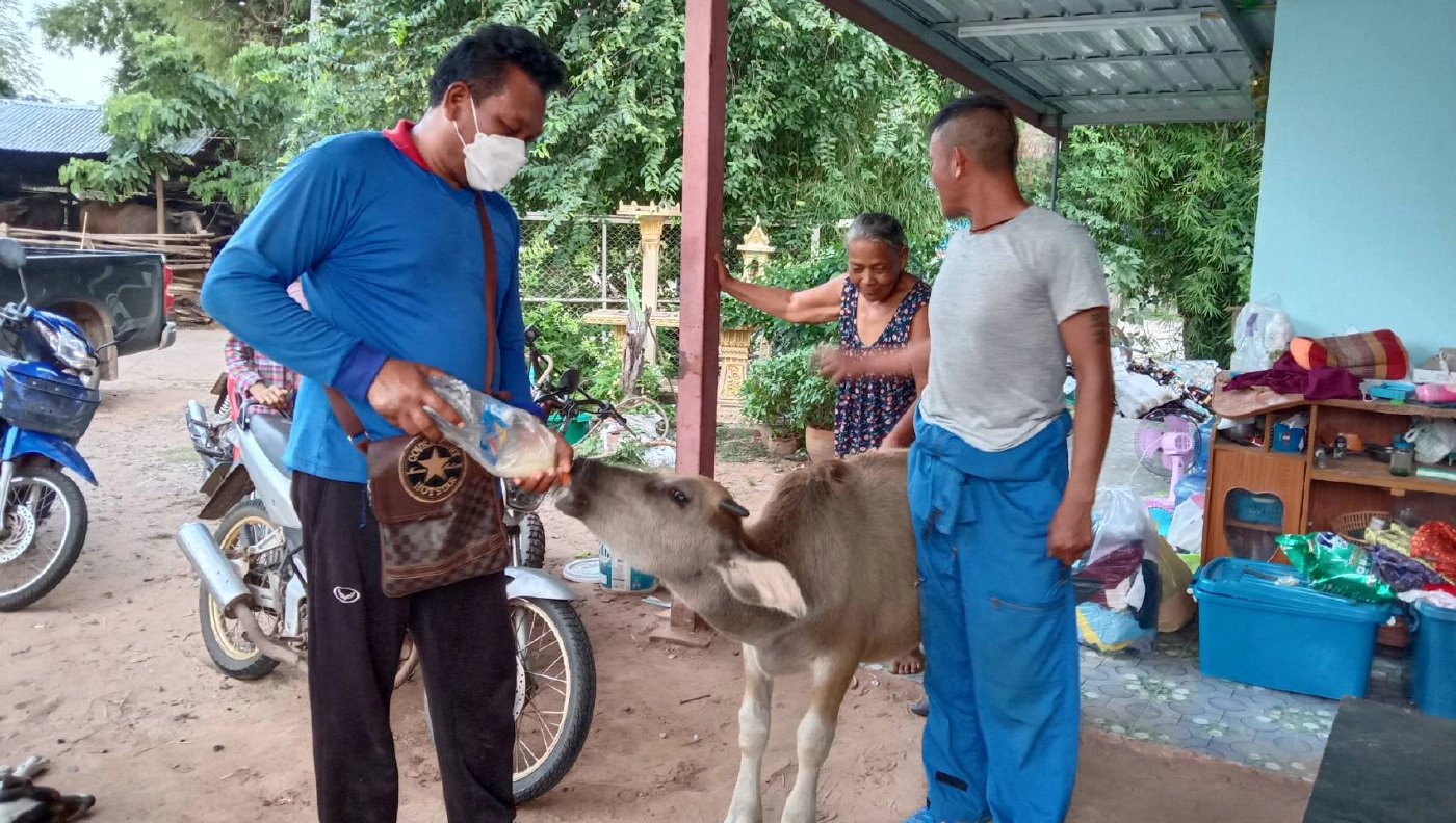 ทึ่งควายแสนรู้ ชอบนอนหนุนตักยายและดูดนมในขวดคล้ายกับลูกคน