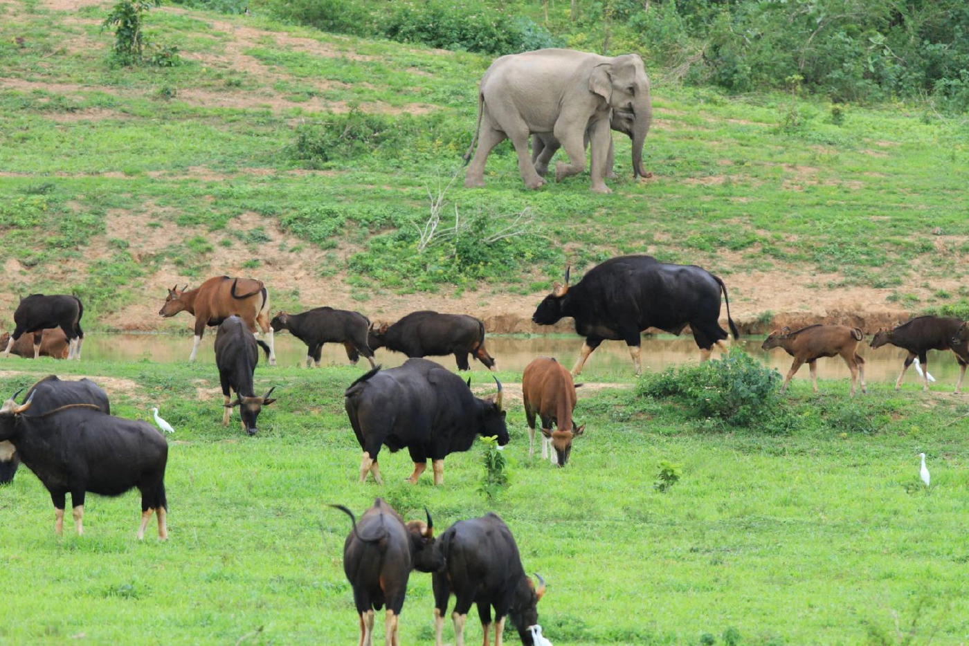 กรมอุทยานฯเติมคลังยา ป่ามรดกโลกแก่งกระจาน