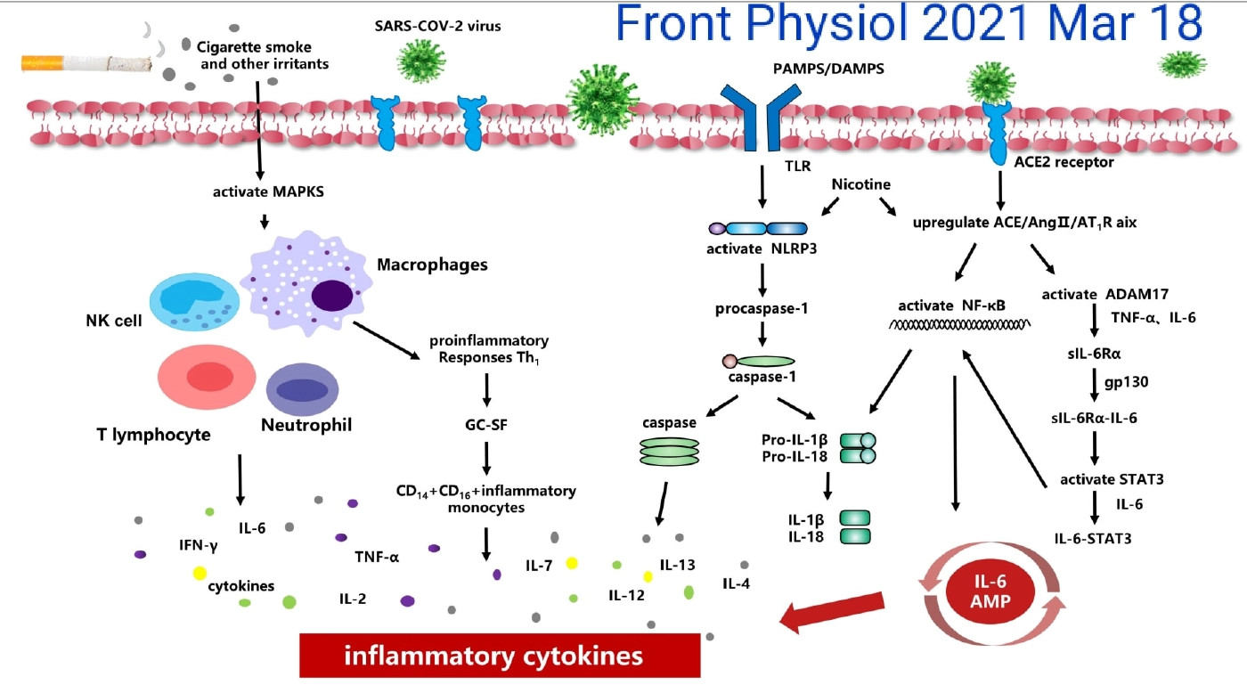 อันตราย!  สูบบุหรี่เพิ่มช่องทางไวรัสเข้าสู่ร่างกาย เสี่ยงปอดอักเสบรุนแรง