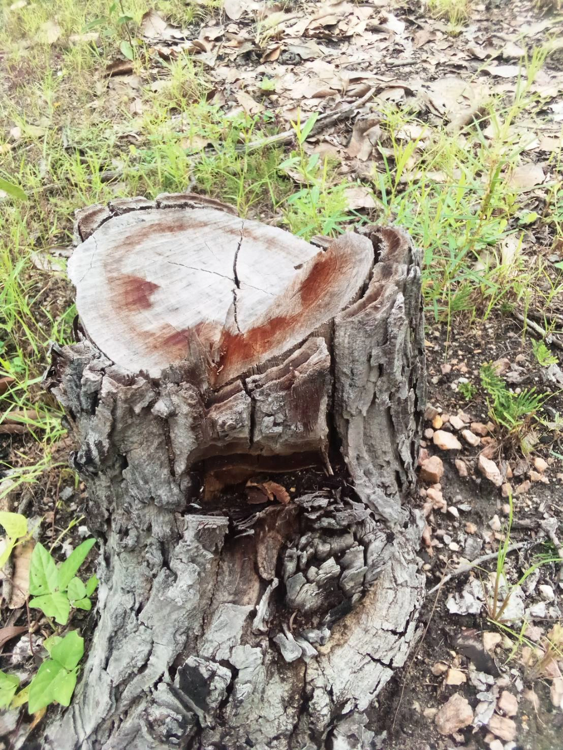 เตรียมลุยสอบปมลอบวางยาต้นไม้ในป่าอท.ดอยแม่โถ