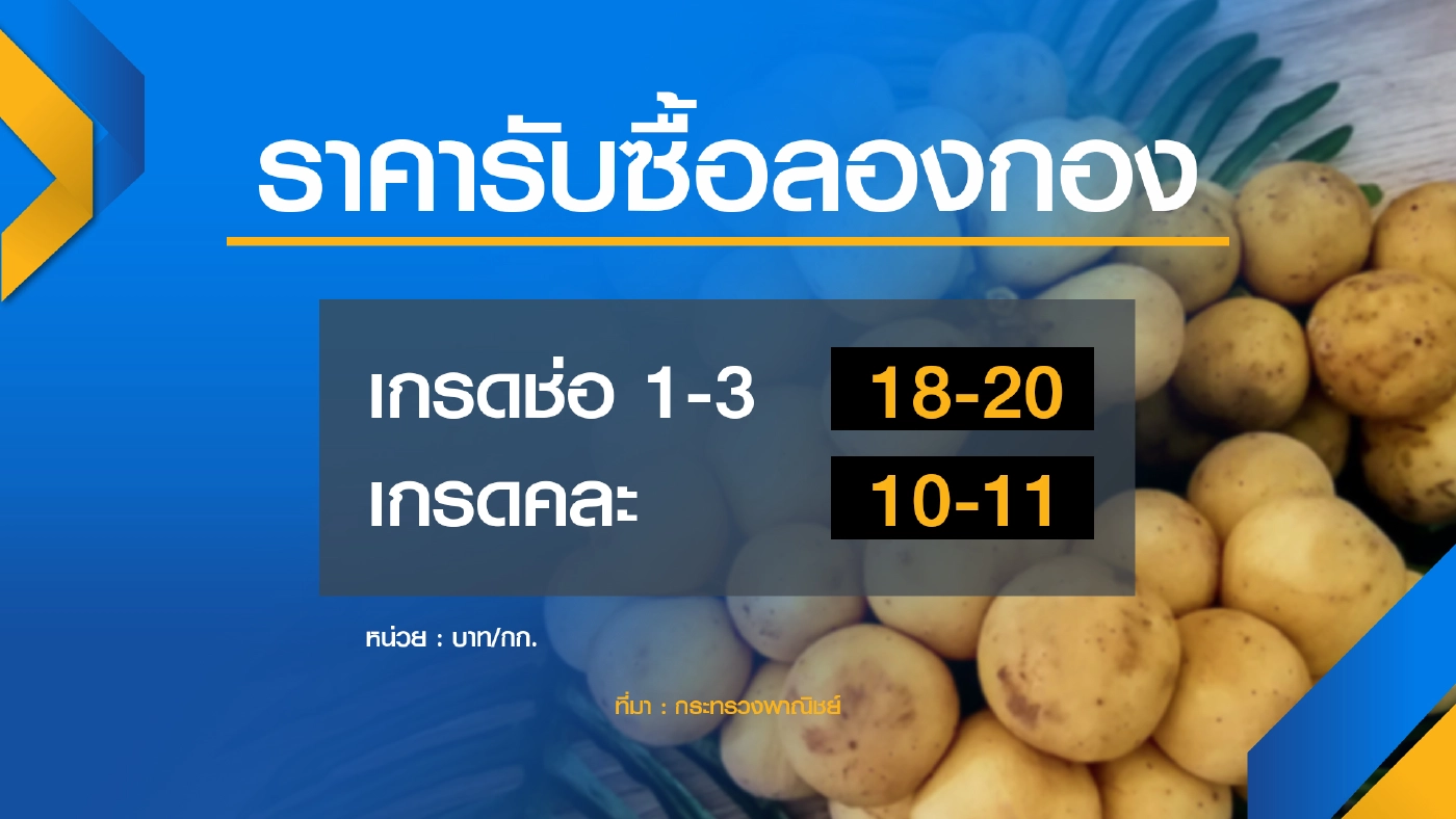 พาณิชย์เร่งช่วยกระจาย ลองกอง พยุงราคา