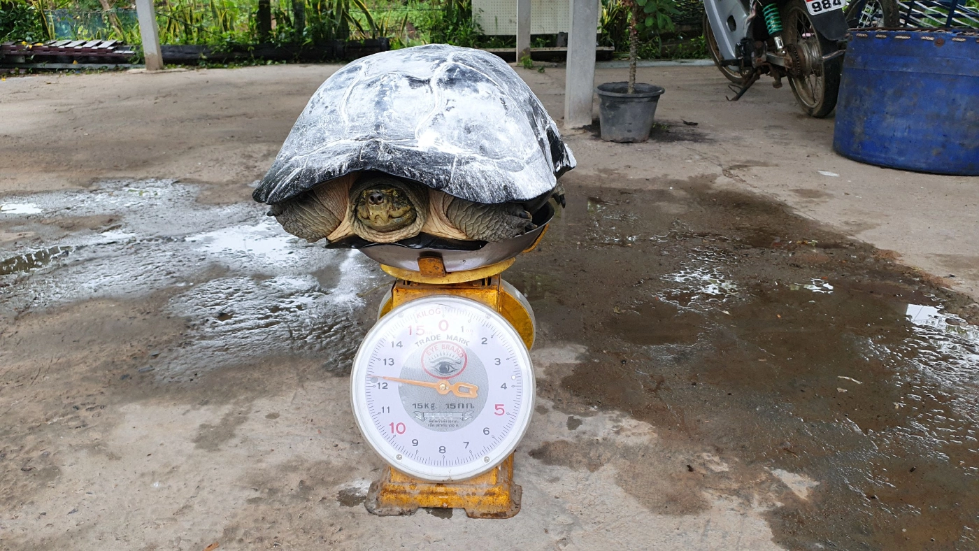 โค้งสุดท้ายก่อนวันหวยออก ชาวบ้านแห่ส่องเลขเด็ดเต่ายักษ์