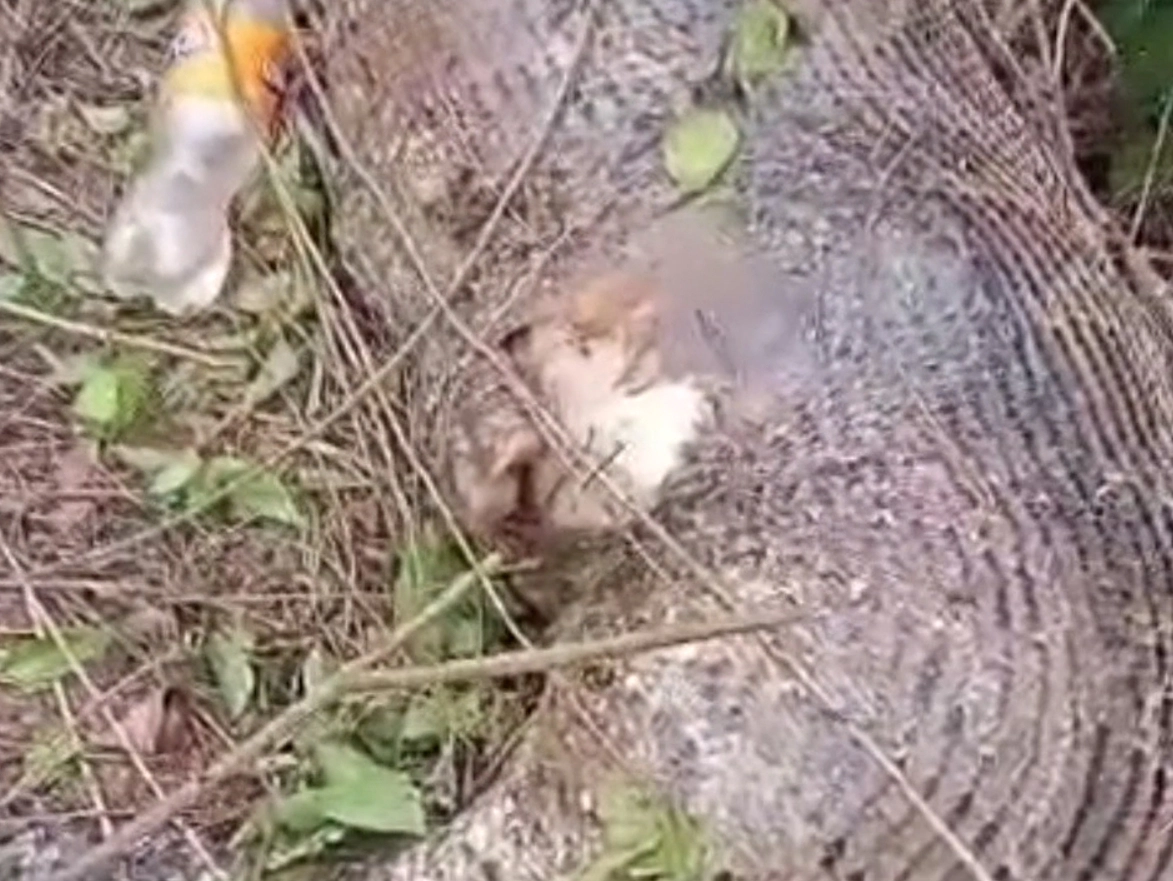 ตะลึง!"งูเหลือม"เขมือบวัว-จนท้องแตกตาย