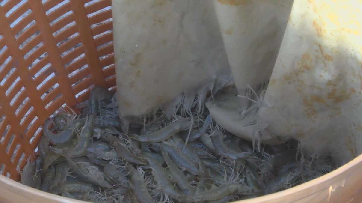 กุ้ง ราคาร่วง รัฐชดเชยส่วนต่าง 30 บาท/กก.