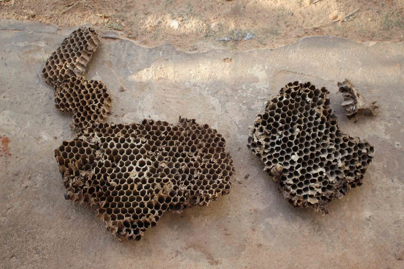 อาชีพแปลก หนุ่มเลี้ยงต่อหัวเสือขายตัวอ่อนเสริมรายได้ยุคโควิด