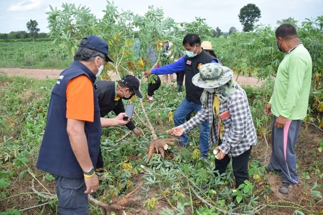 เร่งกำจัดโรคใบด่างมันสำปะหลัง  หลังพบการระบาด 28 อำเภอ
