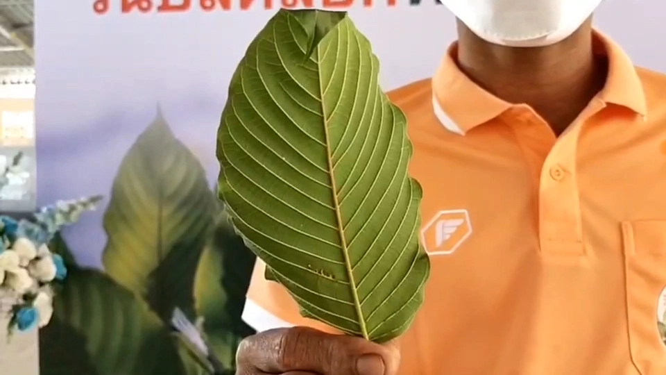 "สมศักดิ์" ลงพื้นที่สุราษฎร์ฯ เตรียมปลดล็อคพืชกระท่อม ดีเดย์ 24 สิงหา