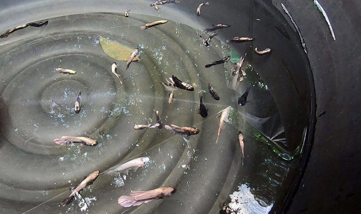 ปลากัดสวยงามโกอินเตอร์ ส่งขายต่างประเทศรายได้งาม