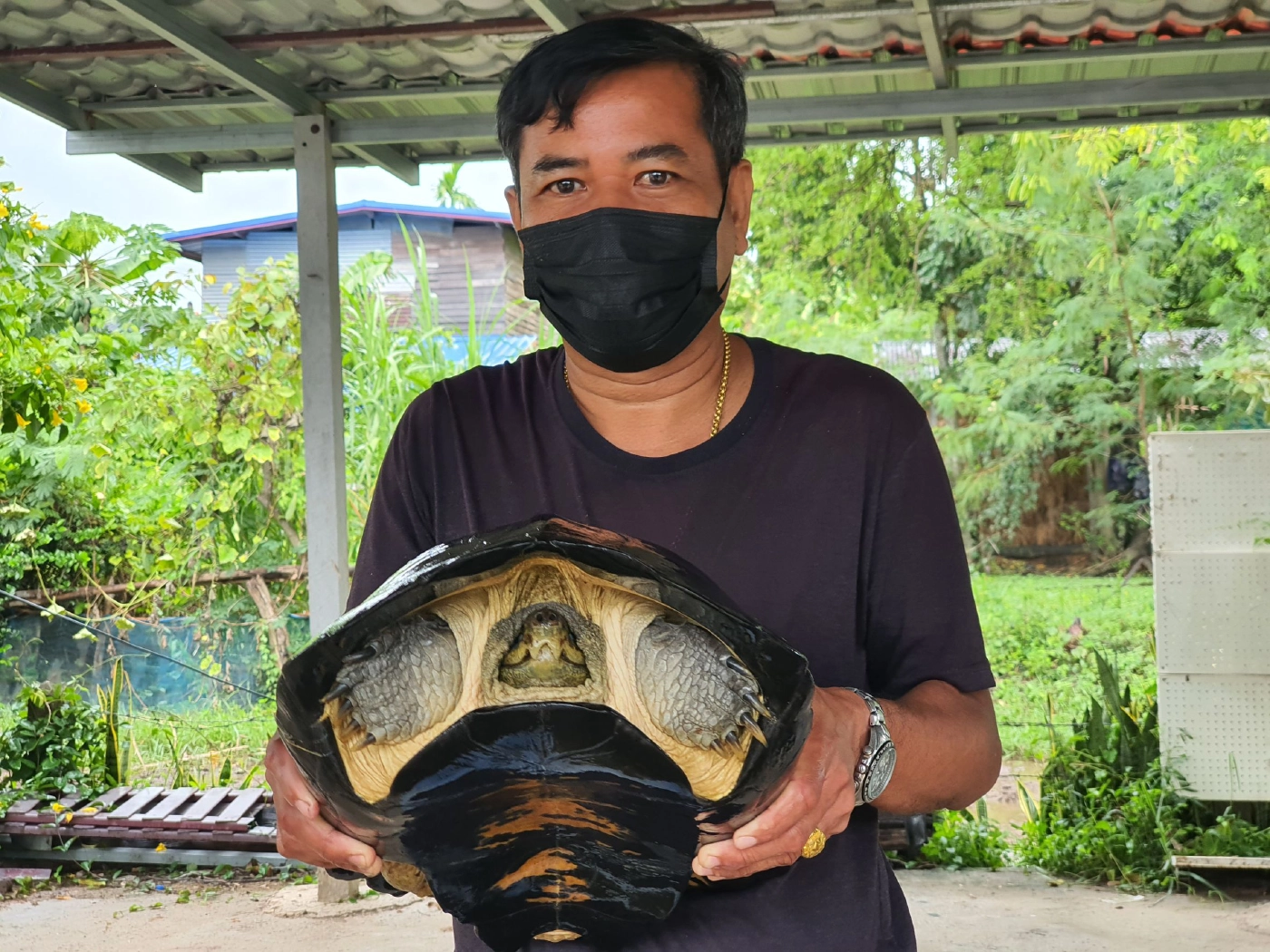 โค้งสุดท้ายก่อนวันหวยออก ชาวบ้านแห่ส่องเลขเด็ดเต่ายักษ์