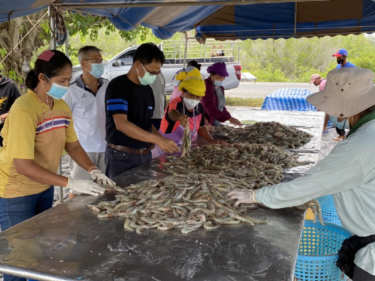 จี้สำนักงบฯ เร่ง 1,800  ล้าน ช่วยผู้เลี้ยงกุ้ง