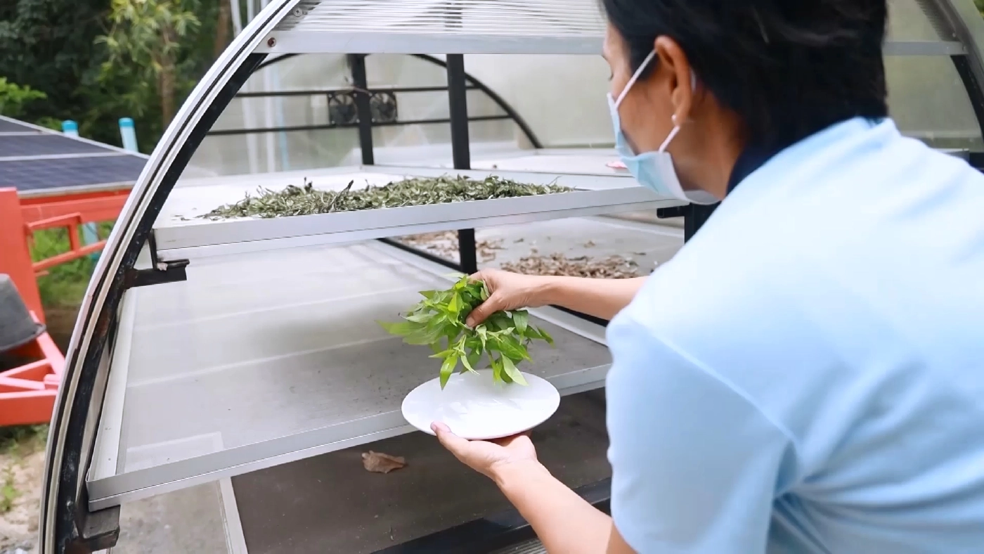 เพาะพันธุ์ต้นกล้าฟ้าทะลายโจร ยอดจองกว่า 50,000 ต้น