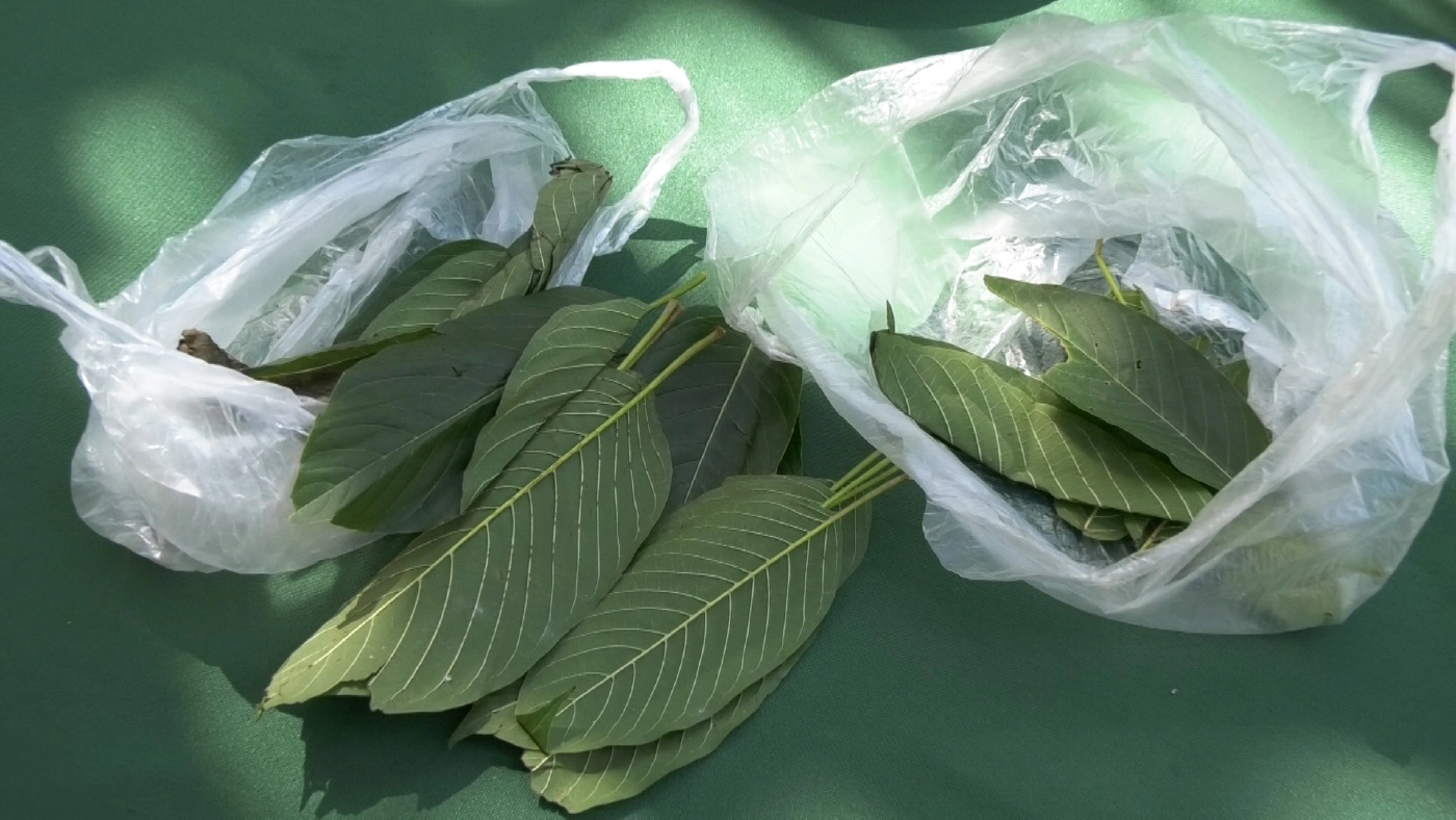 ดีเดย์แล้ว! ปลดล็อกพืชกระท่อมไม่ผิดกฎหมาย เคี้ยว-ต้ม-ขาย ไม่โดนจับ