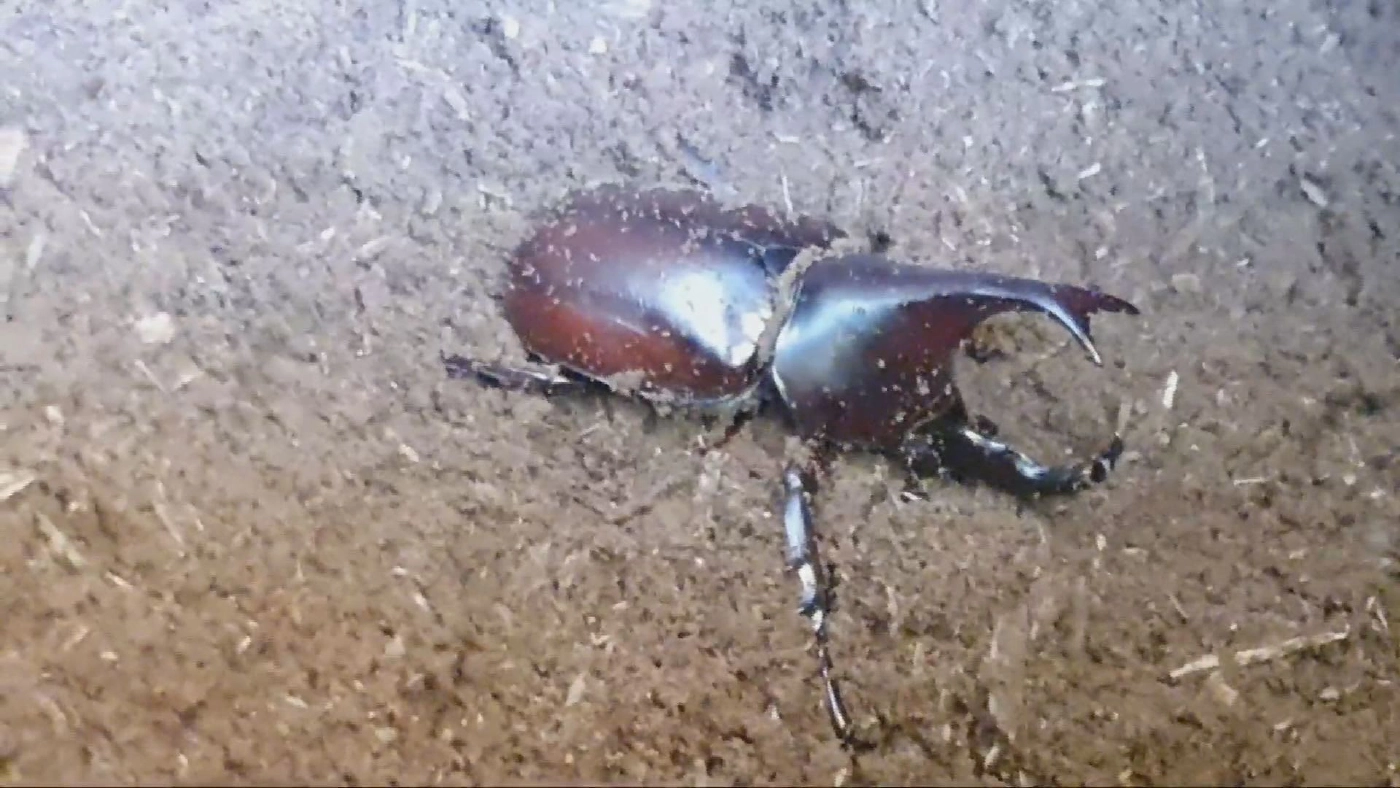 พะเยาลุยเพาะพันธ์  ด้วงกว่าง  สร้างรายได้ยุคโควิด