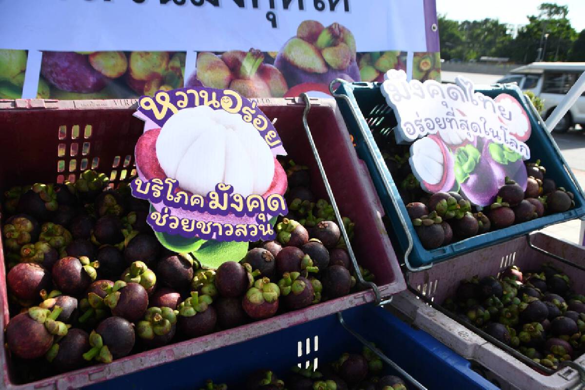 พาณิชย์ผนึกเอกชนรับซื้อมังคุดช่วยเกษตรกร