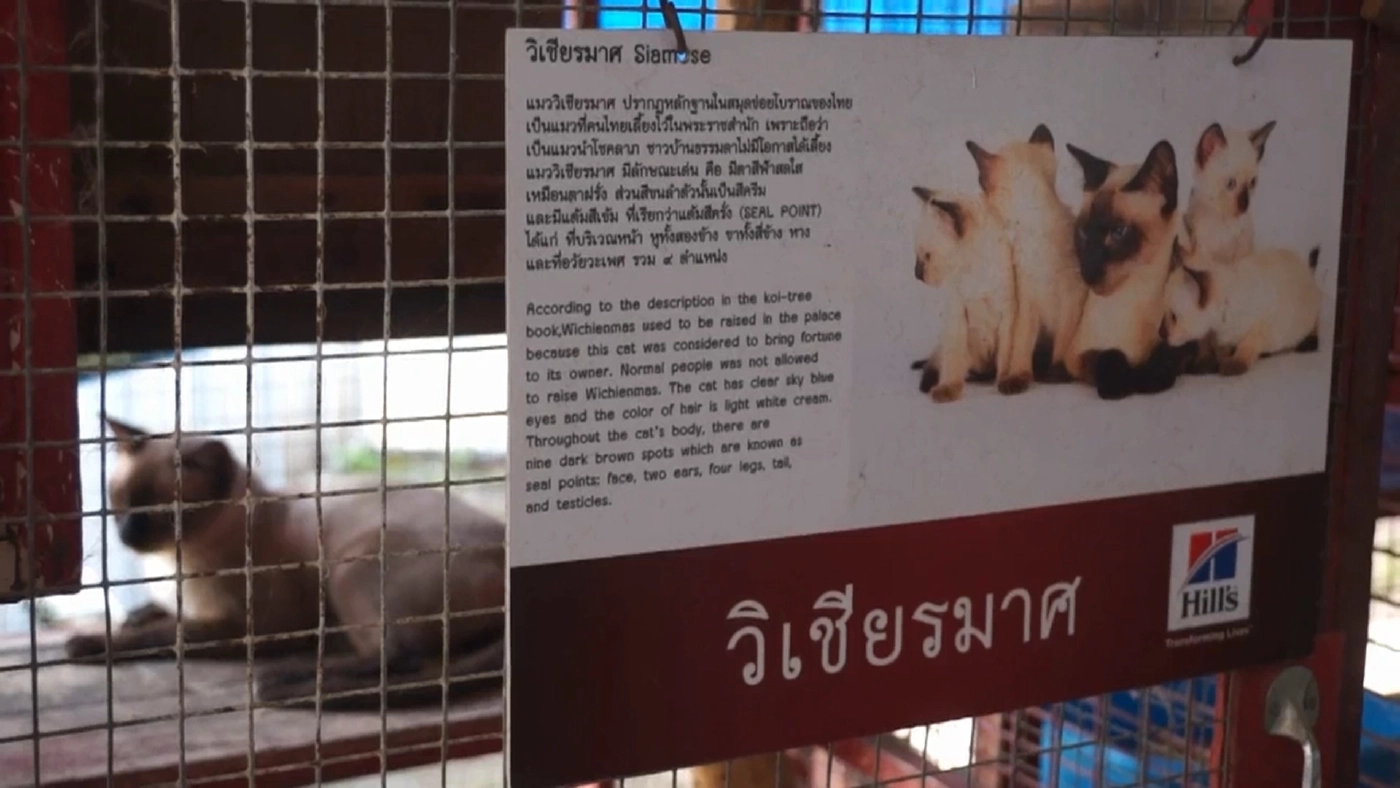 โควิดกระทบศูนย์อนุรักษ์แมวไทยโบราณทายาท