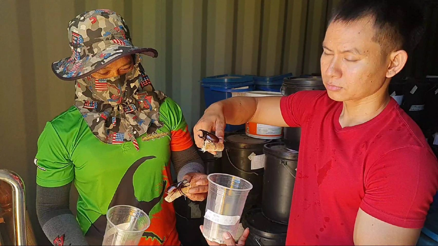 เพาะพันธ์"ด้วงกว่าง"เป็นแหล่งเรียนรู้-สร้างรายได้