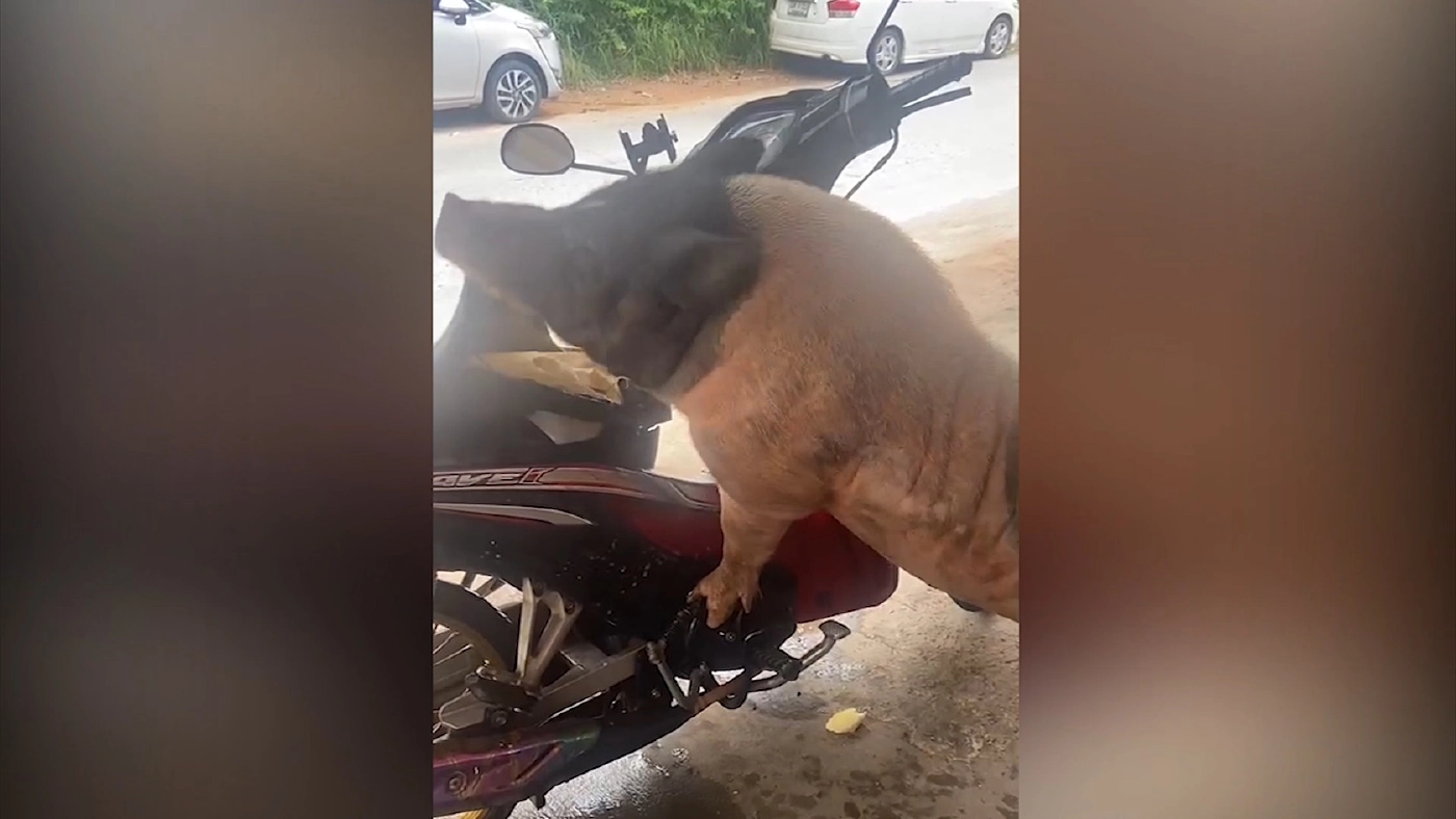 “หมูคลั่ง” ขืนใจ-กัดเบาะรถ จยย.ชาวบ้าน พบประวัติฉาวอื้อ