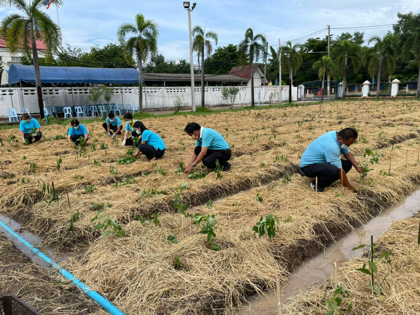 เรือนจำอุตรดิตถ์“เปลี่ยนสนามหญ้า-ปลูกฟ้าทะลายโจร”