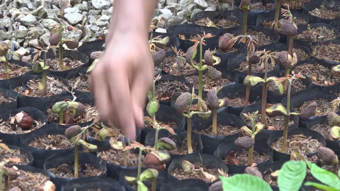 ลำไยคริสตัลม่วงจัมโบ้ ราคาพุ่ง 1,500 บาท/กก.