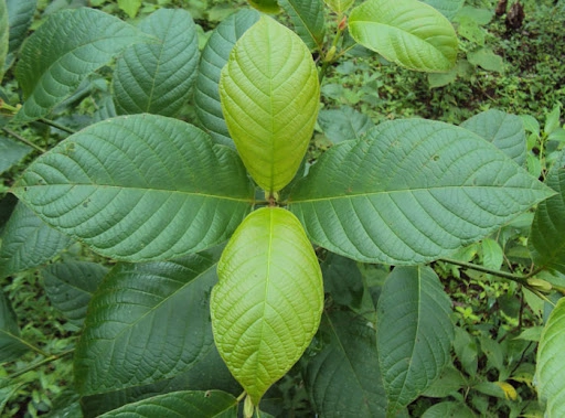 สารพัดประโยชน์ ! เปิดสรรพคุณ”พืชกระท่อม” หลัง “ปลดล็อกจากยาเสพติด”