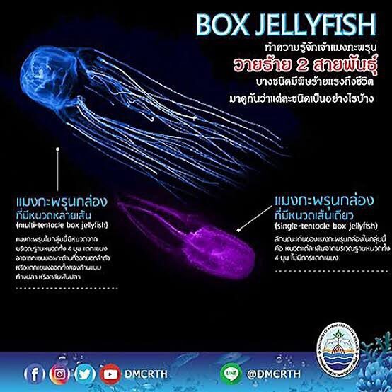 สลด!นนท.วัย 9 ขวบ ถูกพิษแมงกะพรุนกล่องดับ "วราวุธ" สั่งเร่งป้องกัน