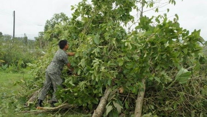 ย้อนวันวาน “กระท่อม” อดีตยาเสพติดที่เพิ่งถูกปลดแอก