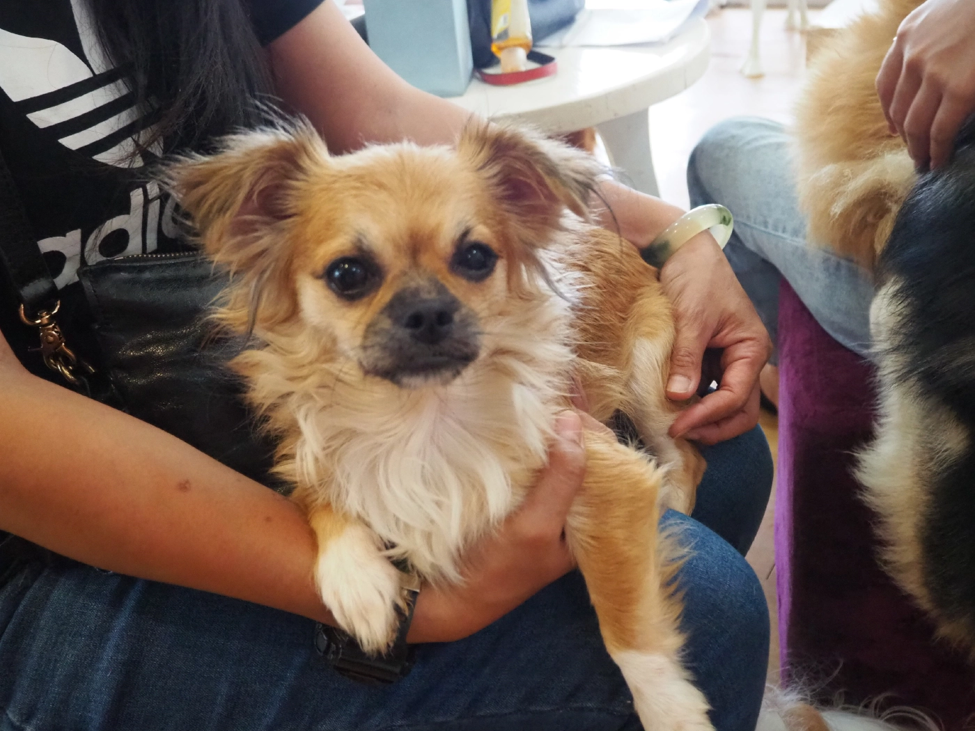 คาเฟ่หมาเชียงใหม่ ประกาศหาบ้านใหม่ให้น้องหมา