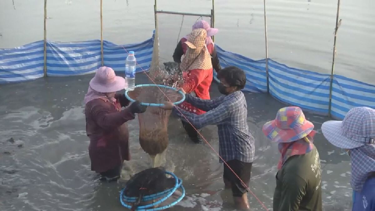 กุ้ง ราคาร่วง รัฐชดเชยส่วนต่าง 30 บาท/กก.