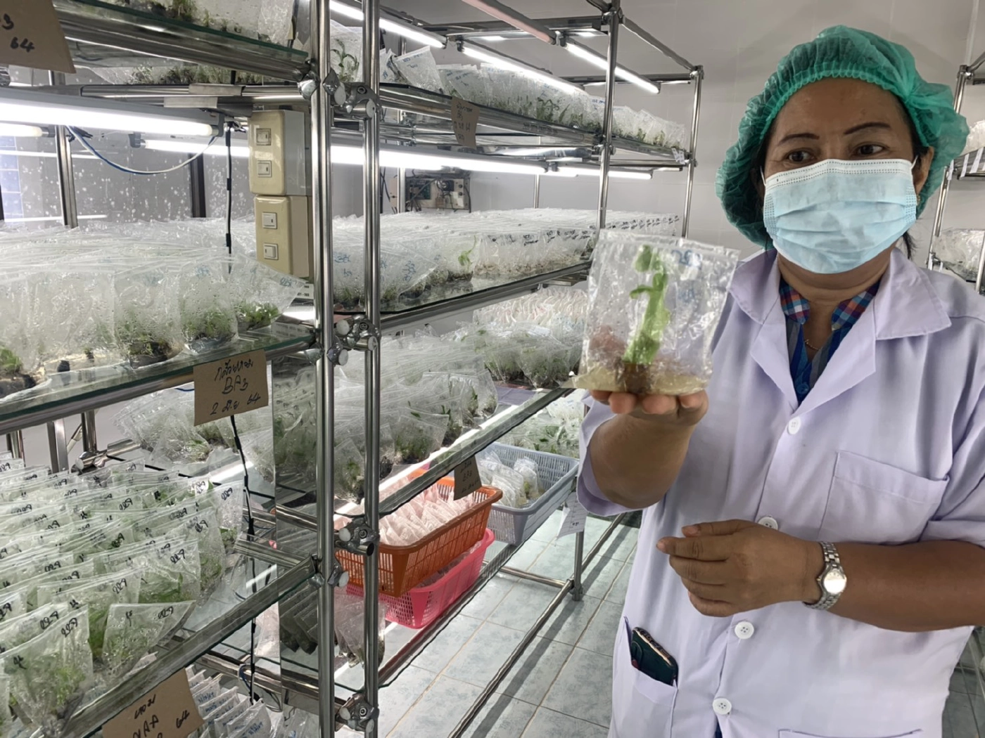 กระแสกล้วยด่างมาแรง ชาวตรังแห่หาซื้อถึงศูนย์เพาะเลี้ยงเนื้อเยื่อ