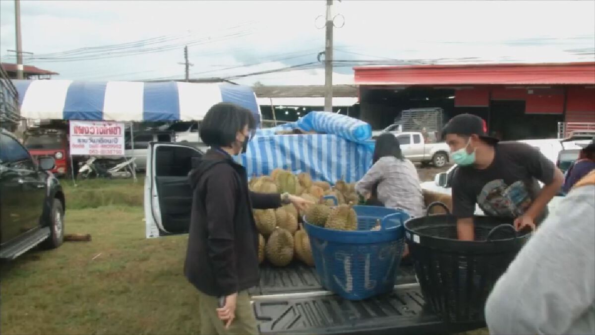 วัคซีนล้ง เกราะป้องกันทุเรียนชายแดนใต้