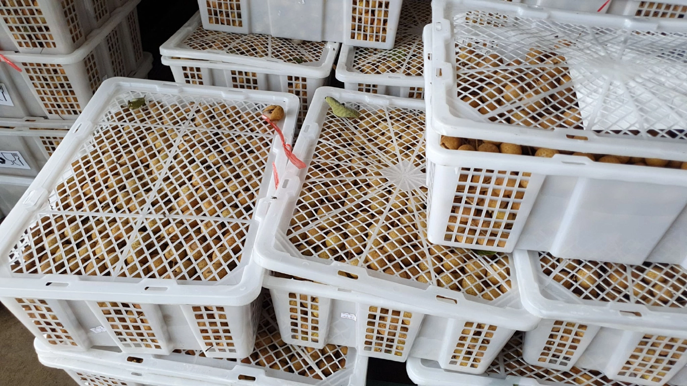 "ลำไยสดรูดร่วง"ราคาตกเหลือกก.ละ1บาท