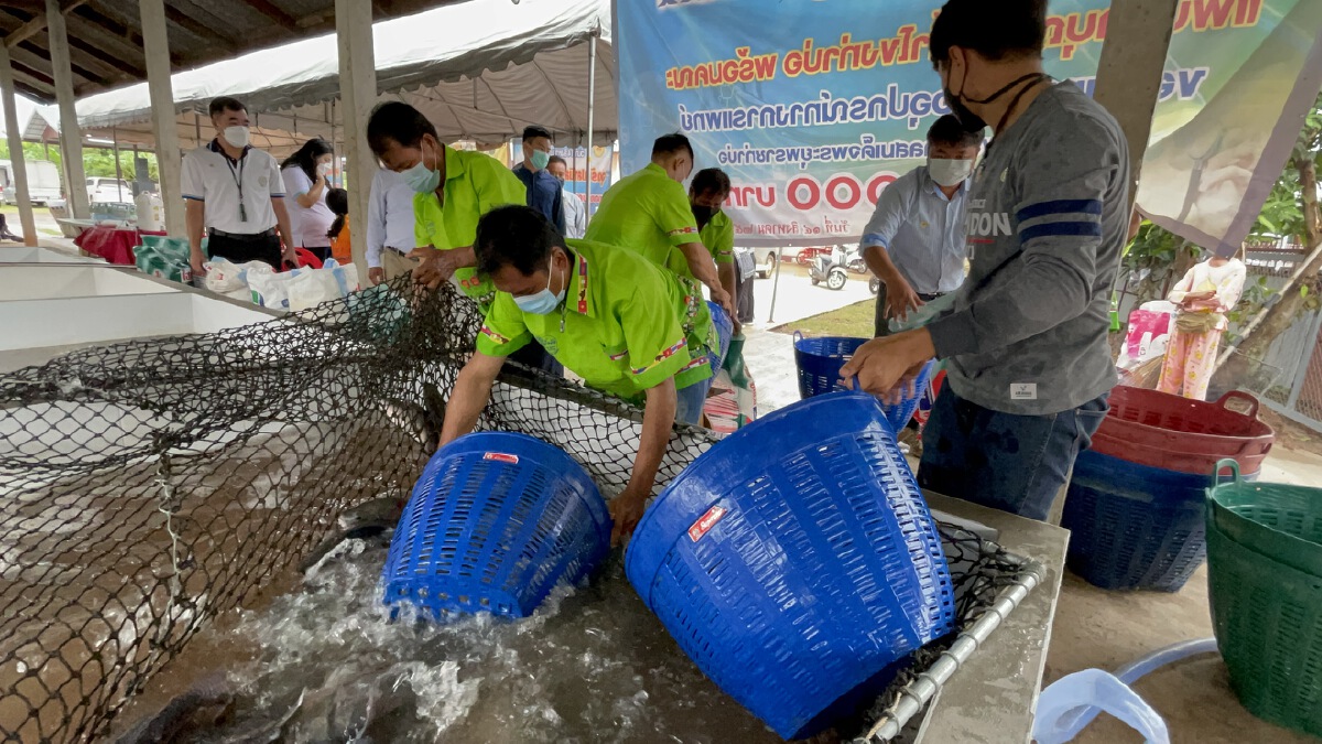 ระดุมทุนขายปลานิลริมโขง สมทบโรงพยาบาลช่วยโควิด